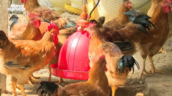 Hình thành vùng chăn nuôi gà tập trung trên đất cát ven biển