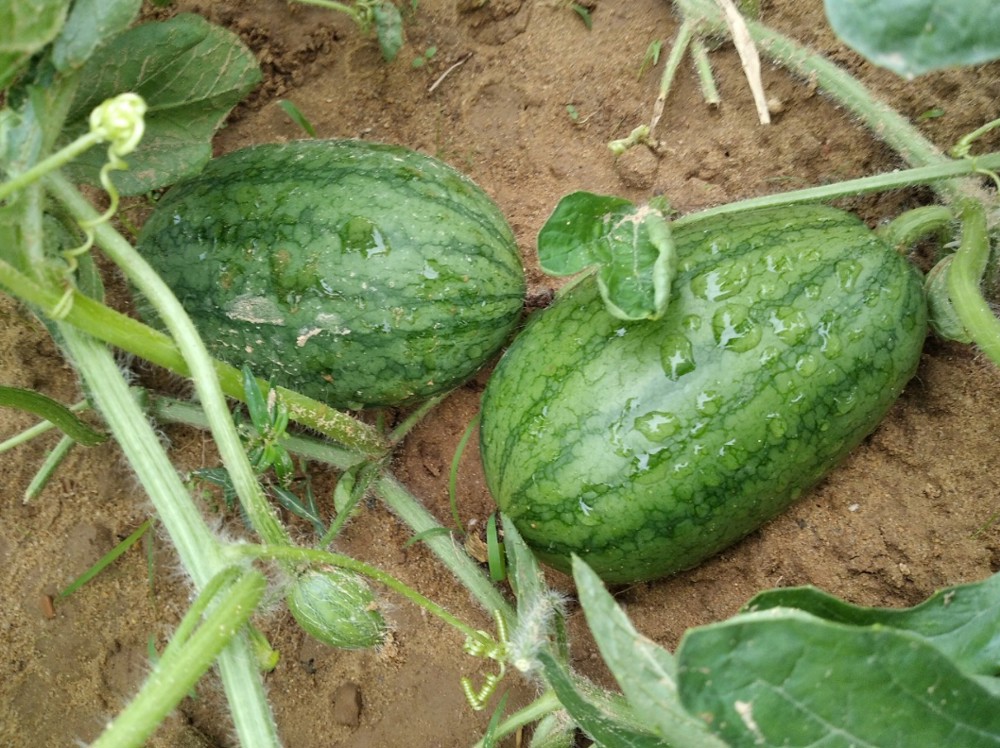 Sản phẩm Dưa hấu, sản xuất theo hướng hữu cơ tại xã Cẩm Mỹ