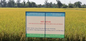 Mô hình sản xuất lúa ST25 theo hướng hữu cơ ở xã Cẩm Bình